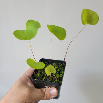 Utricularia reniformis