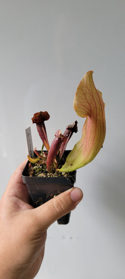 Sarracenia "Maroon"