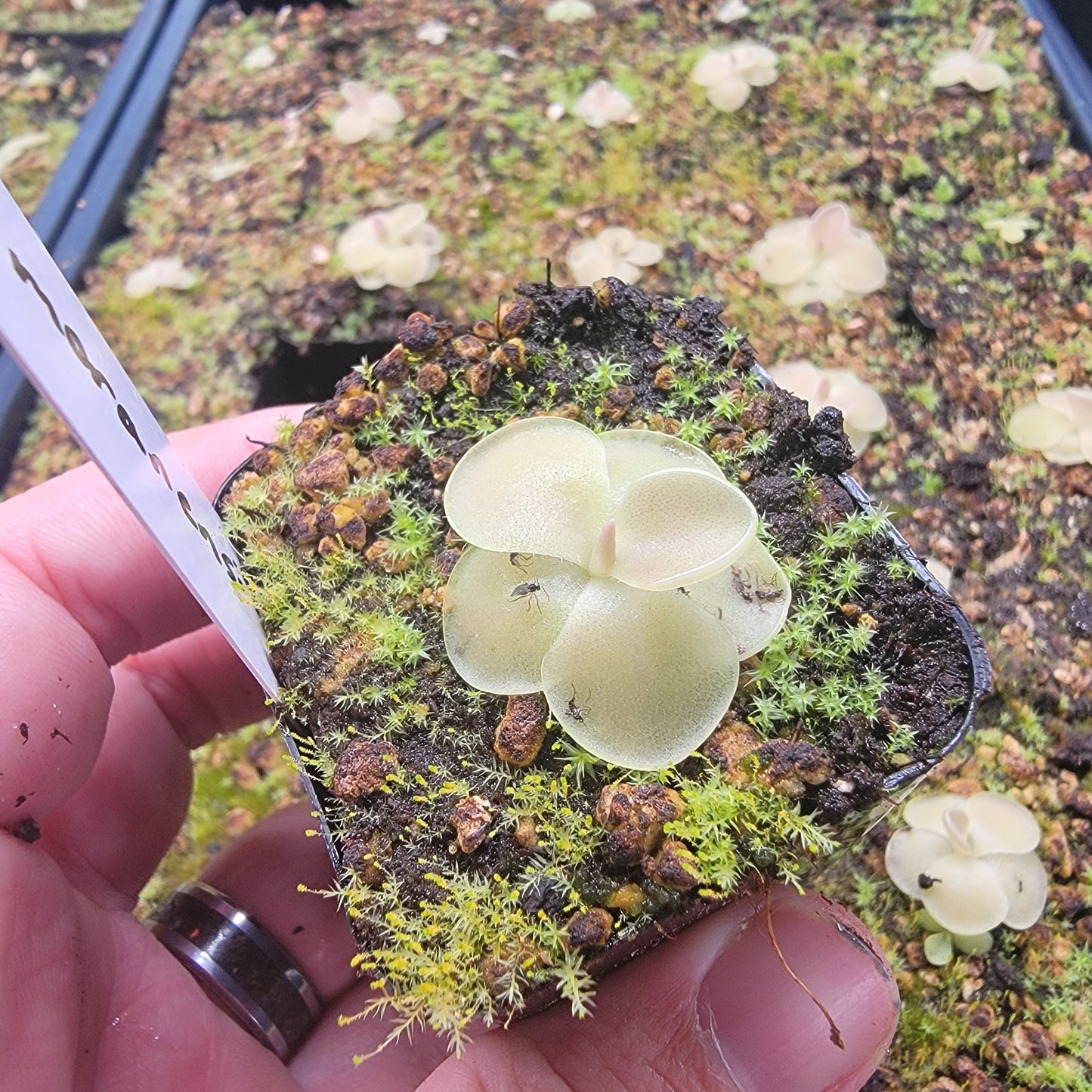 Pinguicula moranensis