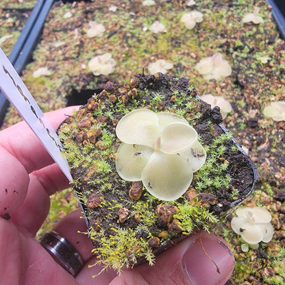 Pinguicula moranensis