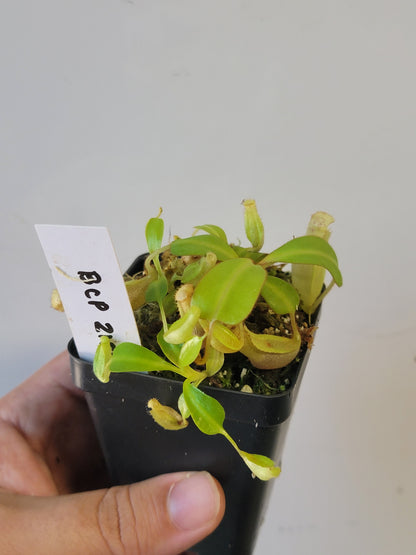 Nepenthes clipeata x reinwardtiana BCP