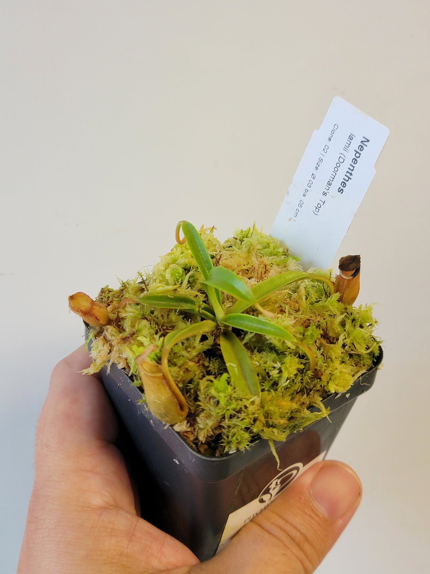 Nepenthes lamii AW