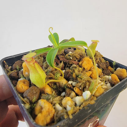 Nepenthes pervillei BCP