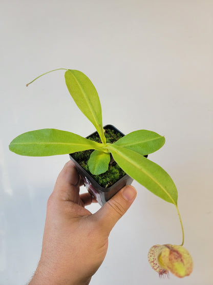 Nepenthes thorelii x maxima (x Rokko) MBRS clone