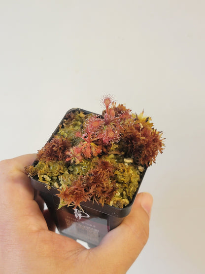 Drosera aff. roraimae BCP