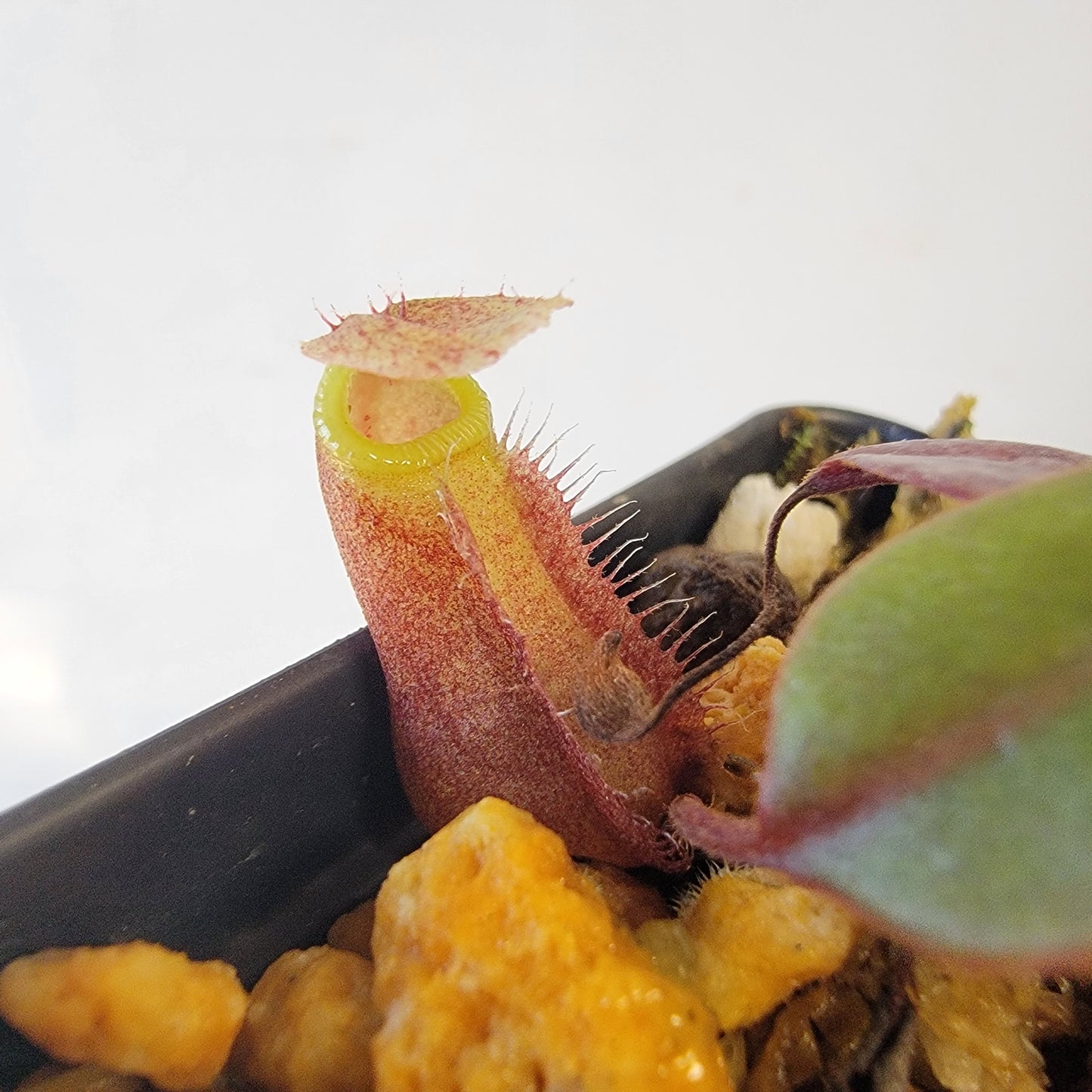 Nepenthes palawanensis BCP