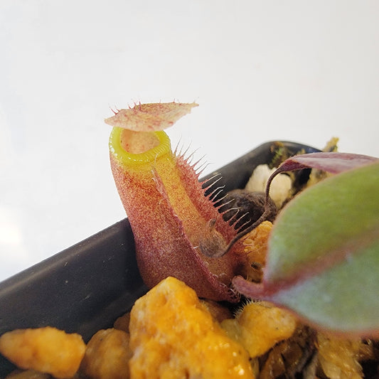Nepenthes palawanensis BCP