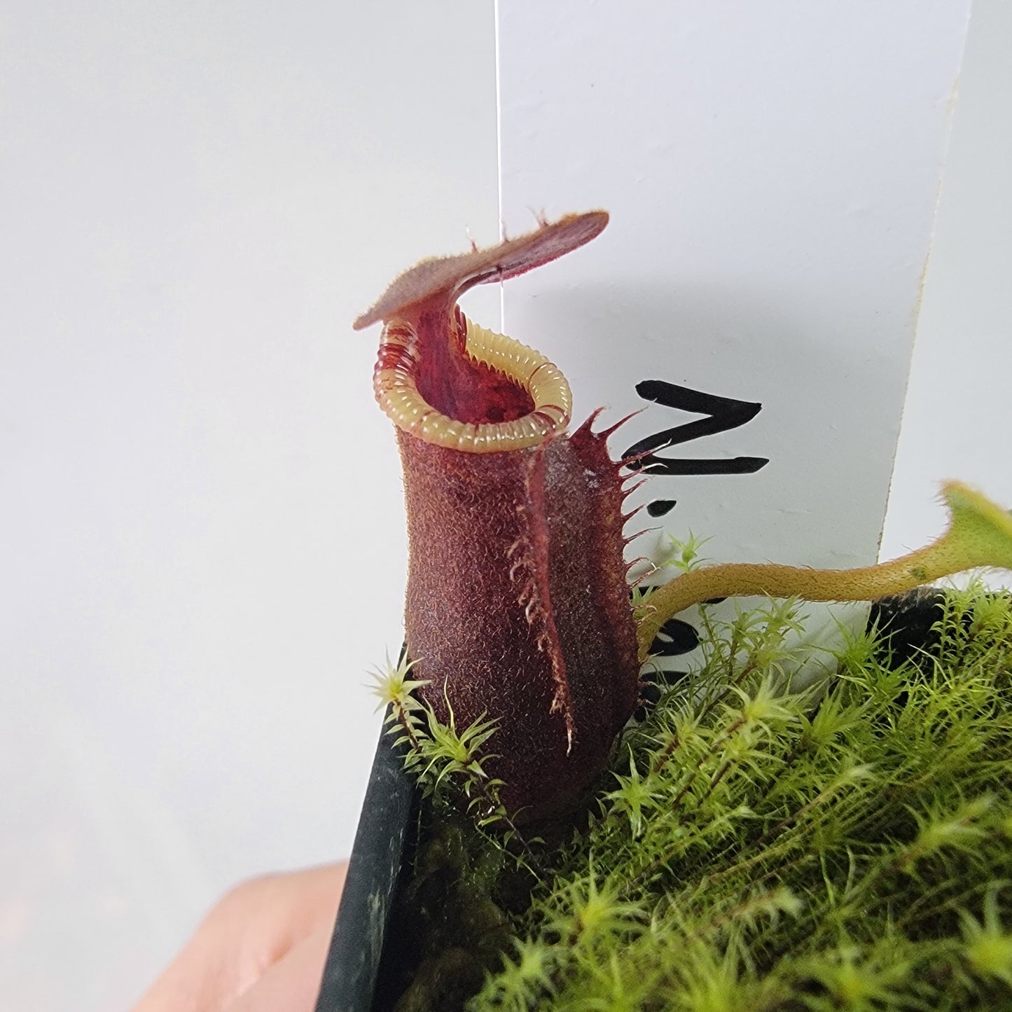 Nepenthes lowii BE *New Clone*