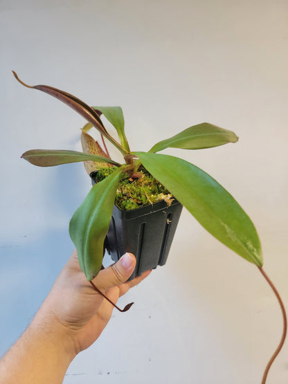 Nepenthes peltata x samudera BE
