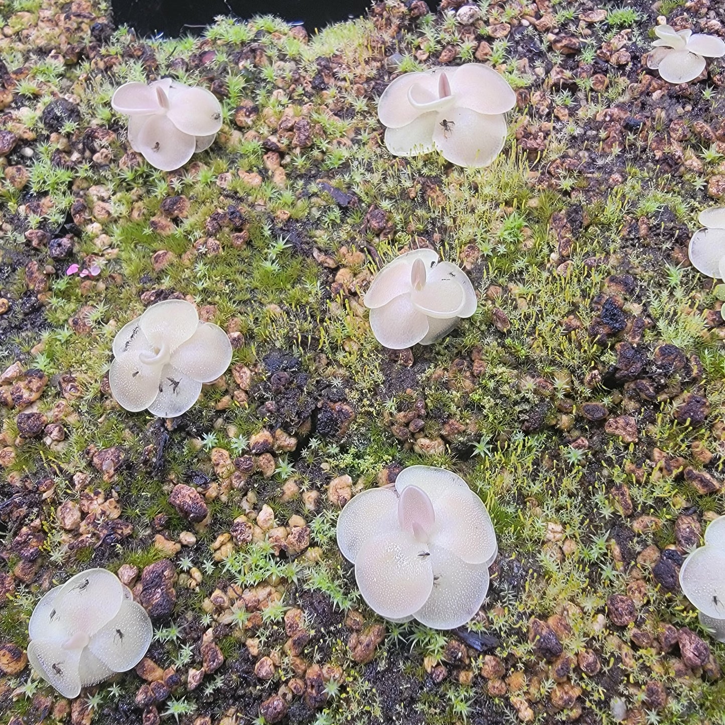 Pinguicula moranensis