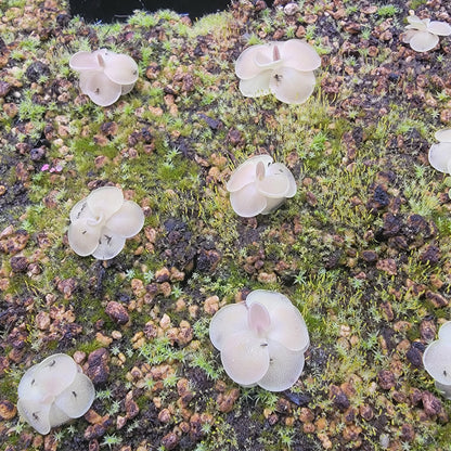 Pinguicula moranensis
