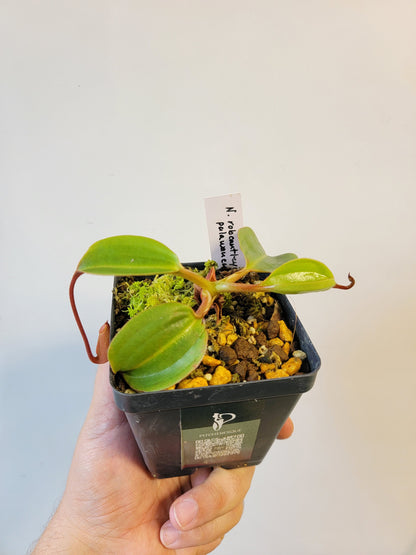 Nepenthes robcantleyi x palawanensis BE
