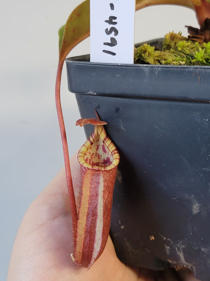 Nepenthes robcantleyi x palawanensis BE