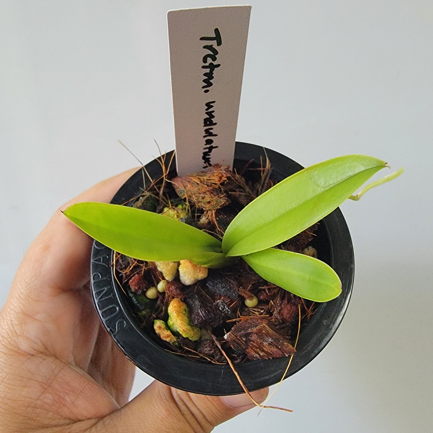 Trichocentrum undulatum Orchid