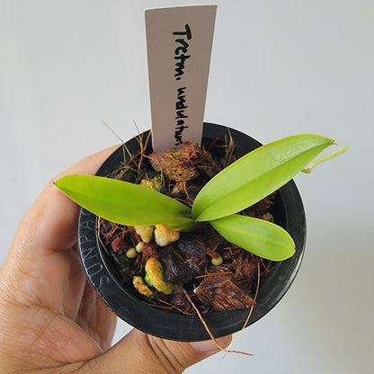 Trichocentrum undulatum Orchid