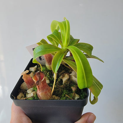 Nepenthes burkei BE *Medium*