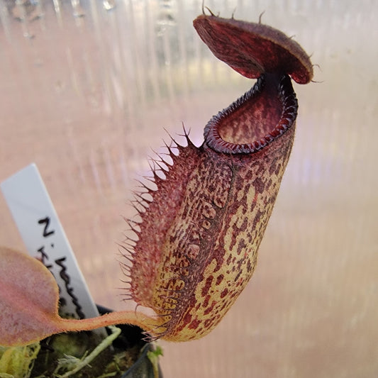 Nepenthes hamata x klossii BE