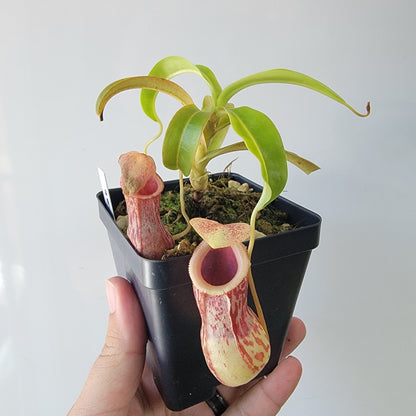 Nepenthes burkei BE *Medium*