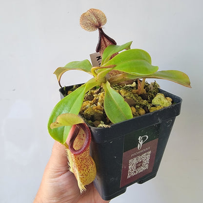 Nepenthes robcantleyi x hamata BE