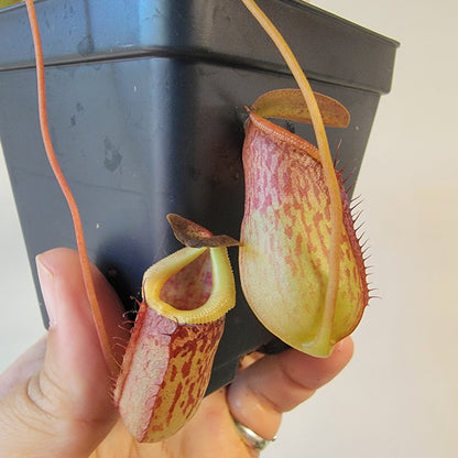 Nepenthes burkei x tenuis BE