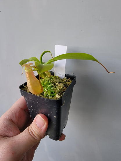 Nepenthes "Ventrata"