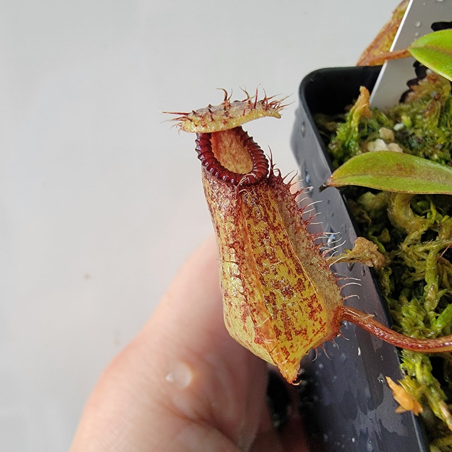 Nepenthes burkei x hamata BE