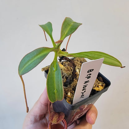 Nepenthes gantungensis BCP