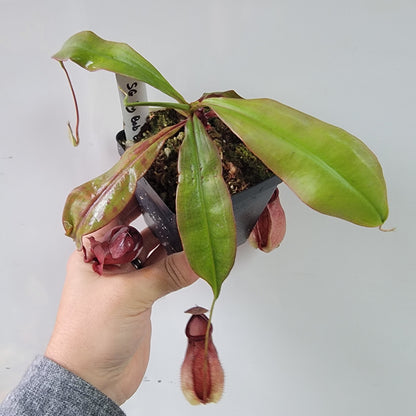 Nepenthes viking x lowii x campanulata 'Giant' PP