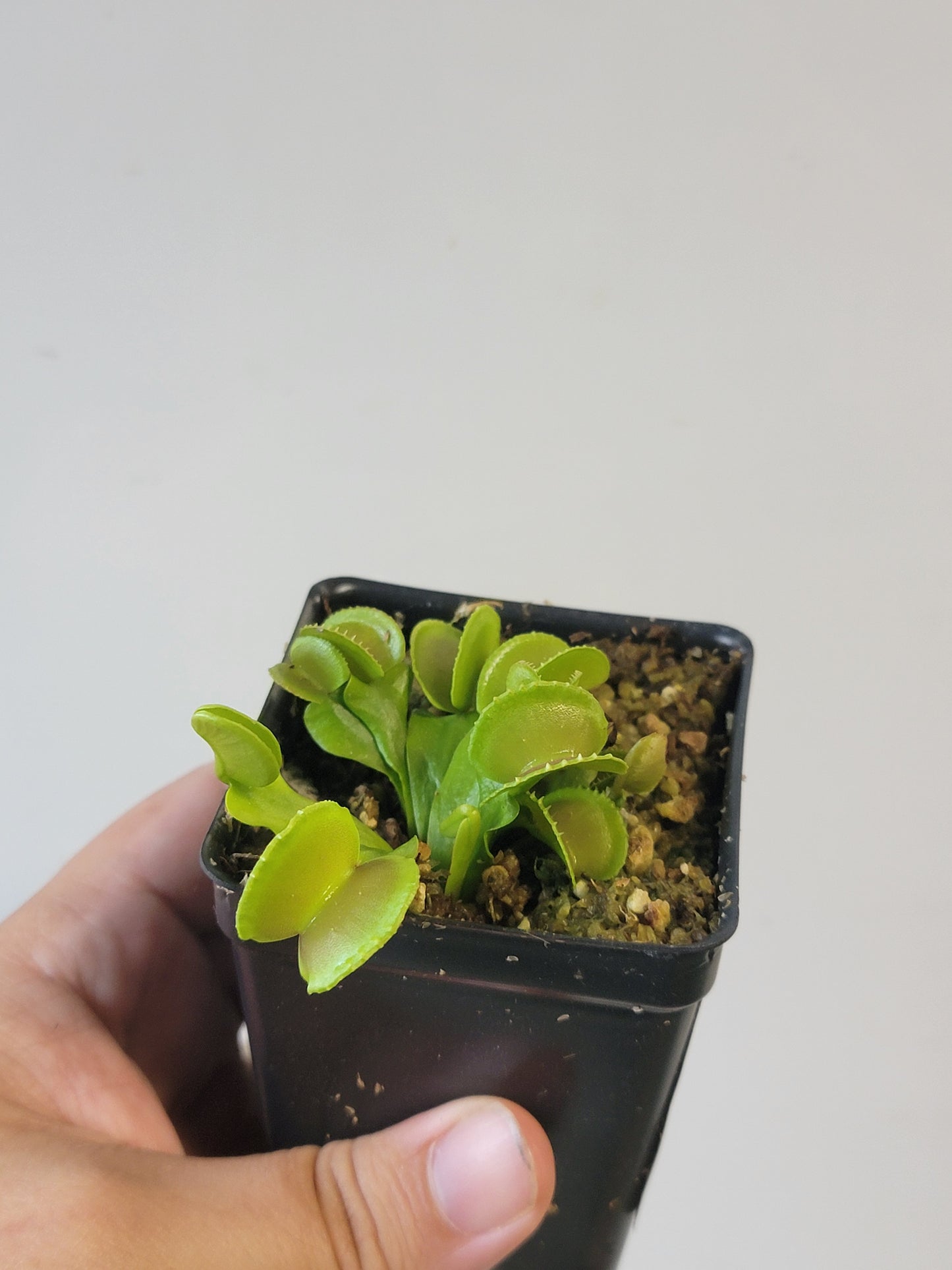 Dionaea musc. "Adentate"