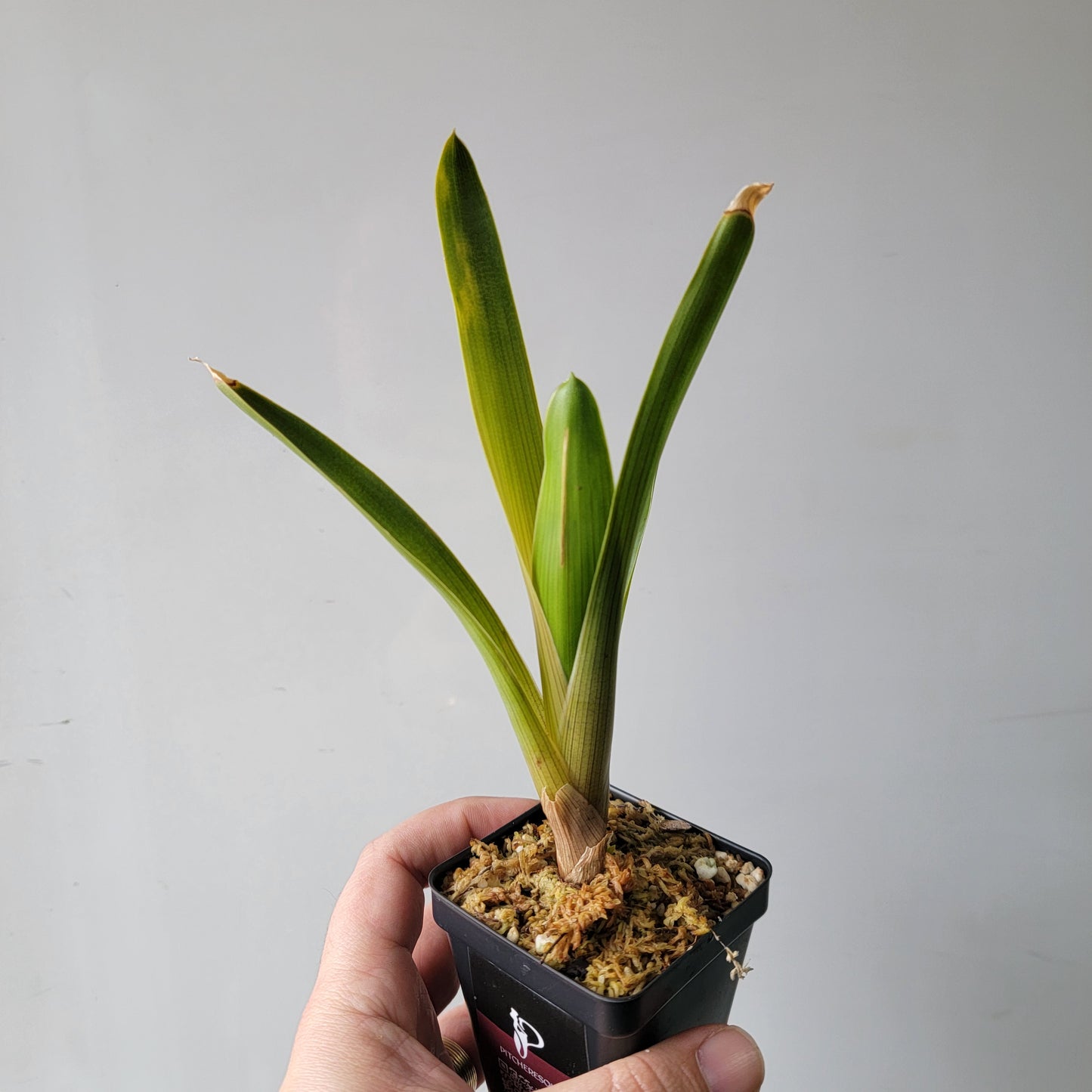 Brocchinia reducta BCP