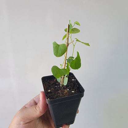 Aristolochia argentina