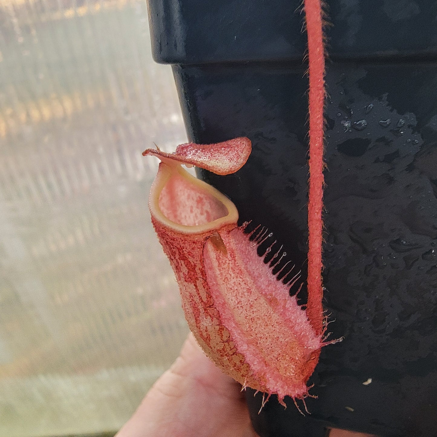 Nepenthes peltata BE