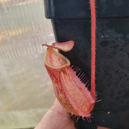 Nepenthes peltata BE