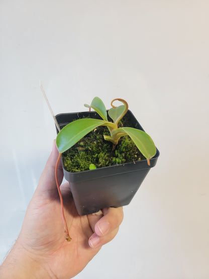 Nepenthes sibuyanensis x lowii BE