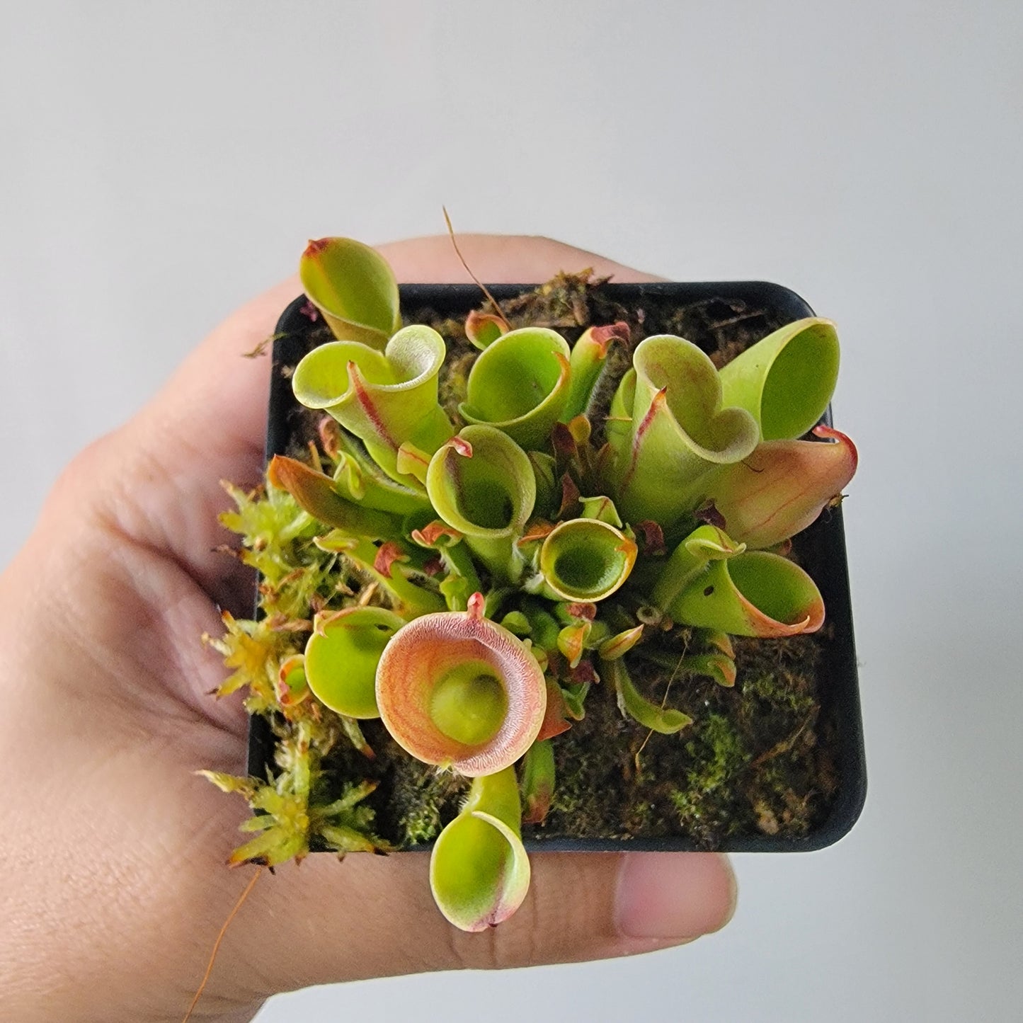 Heliamphora minor
