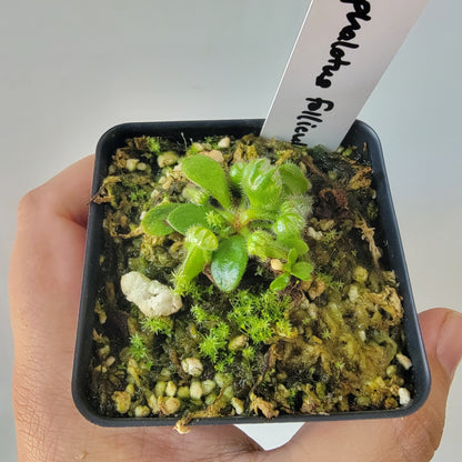Cephalotus follicularis BE