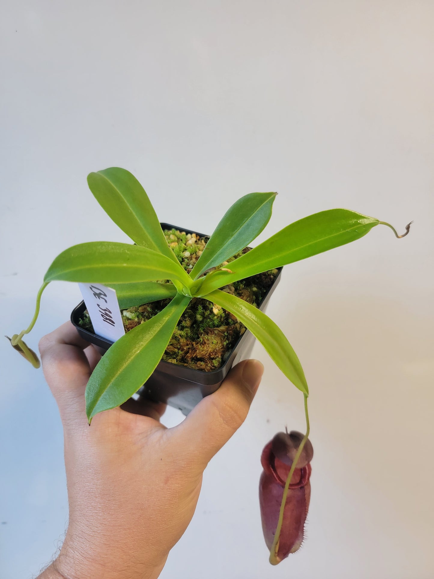 Nepenthes spathulata x tenuis BE