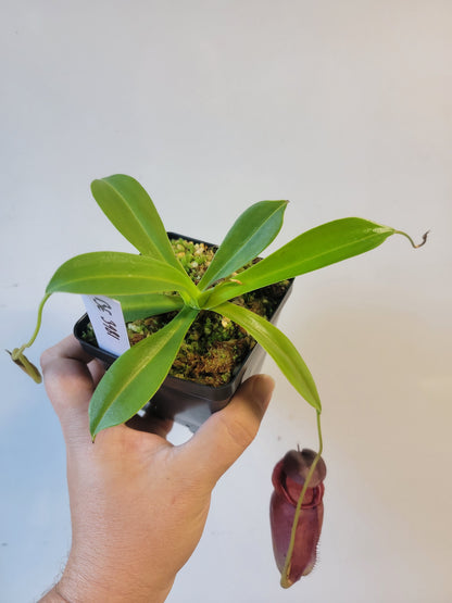 Nepenthes spathulata x tenuis BE