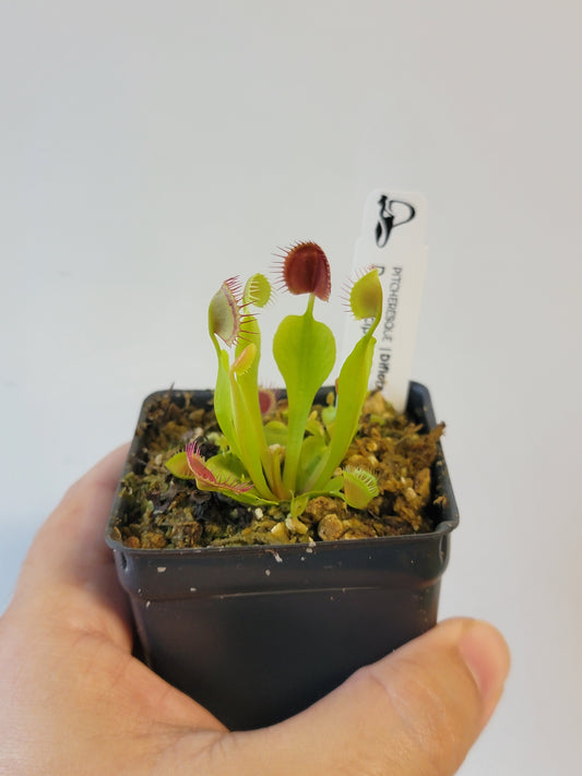 Dionaea musc. "Axel's Cup"