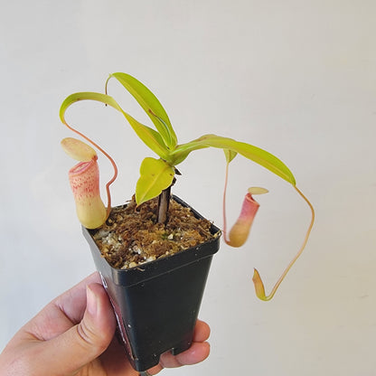 Nepenthes ventricosa 'HI clone'
