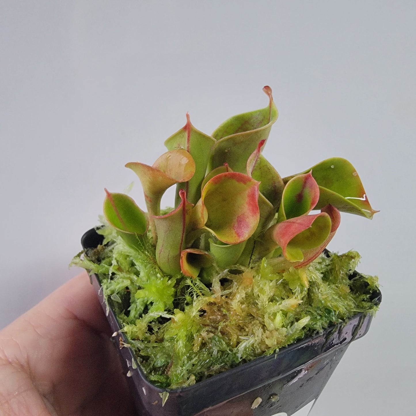 Heliamphora heterodoxa x minor