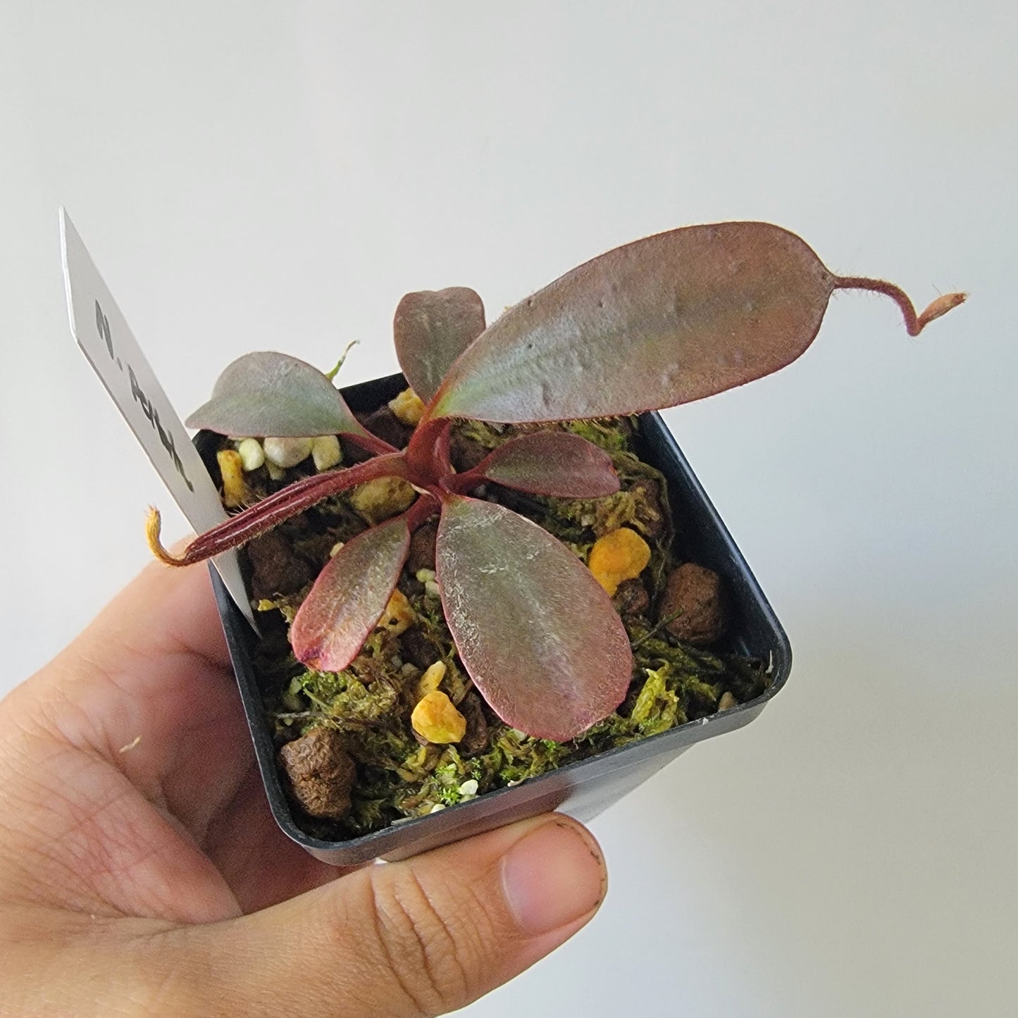 Nepenthes peltata BE *Select Clone*