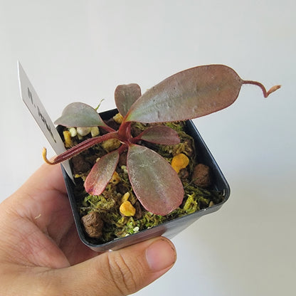 Nepenthes peltata BE *Select Clone*