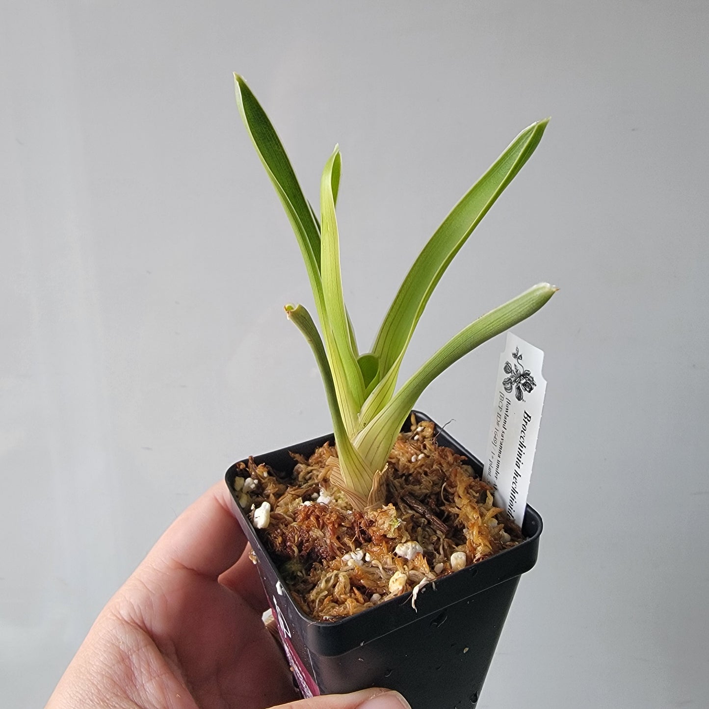 Brocchinia hechtioides BCP