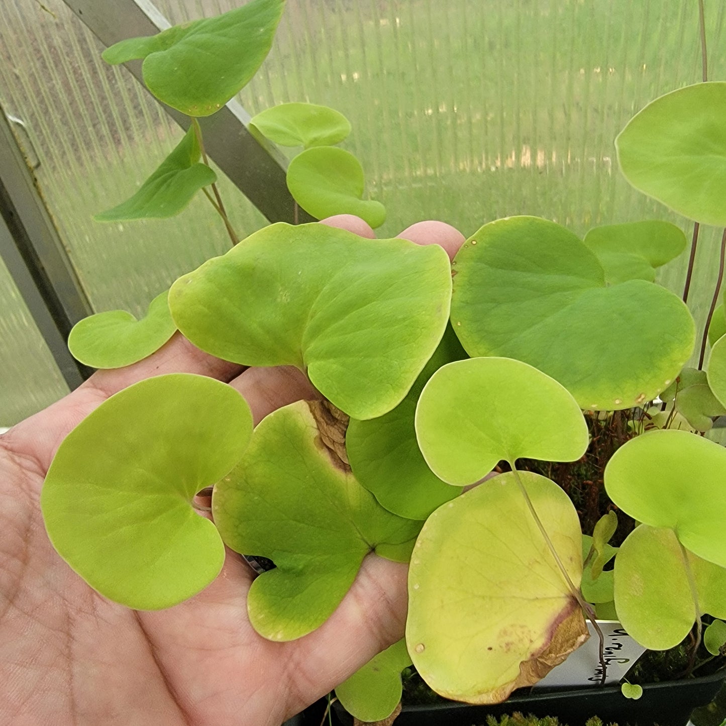 Utricularia reniformis