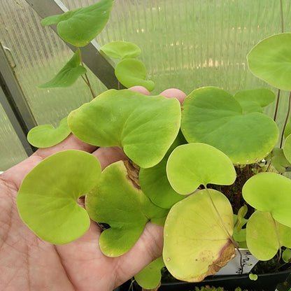 Utricularia reniformis