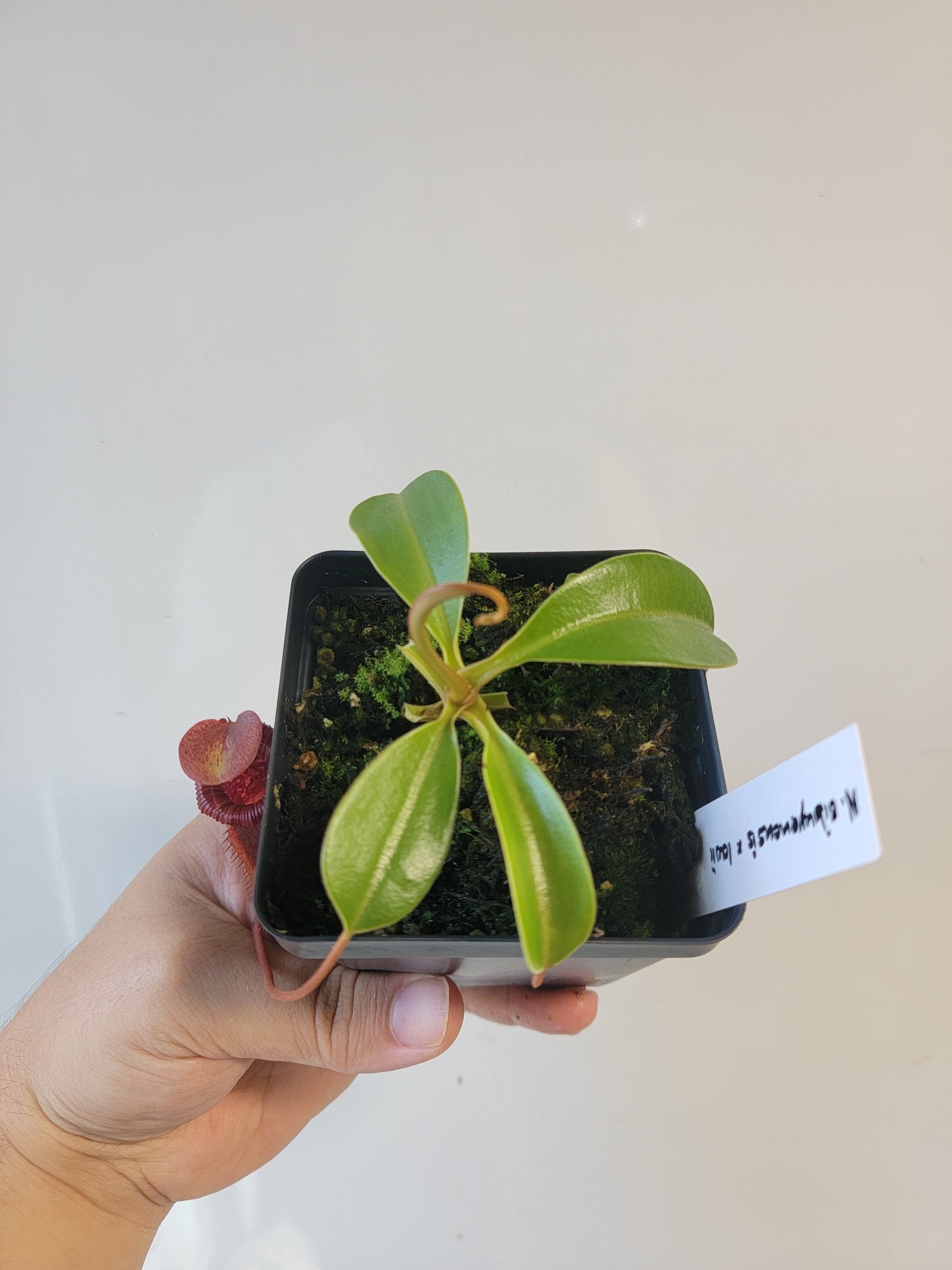 Nepenthes sibuyanensis x lowii BE