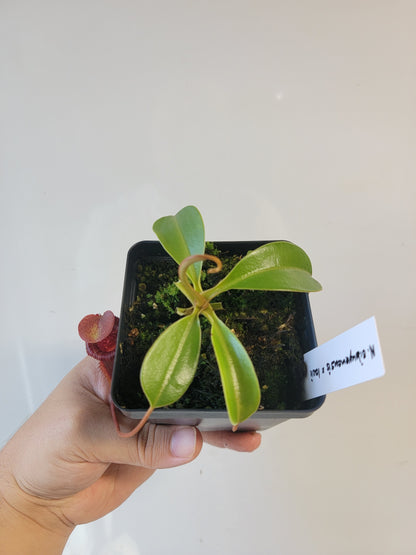 Nepenthes sibuyanensis x lowii BE