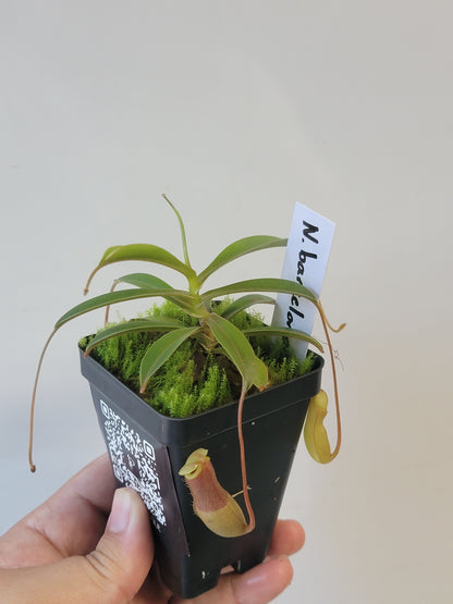 Nepenthes barcelonae BE