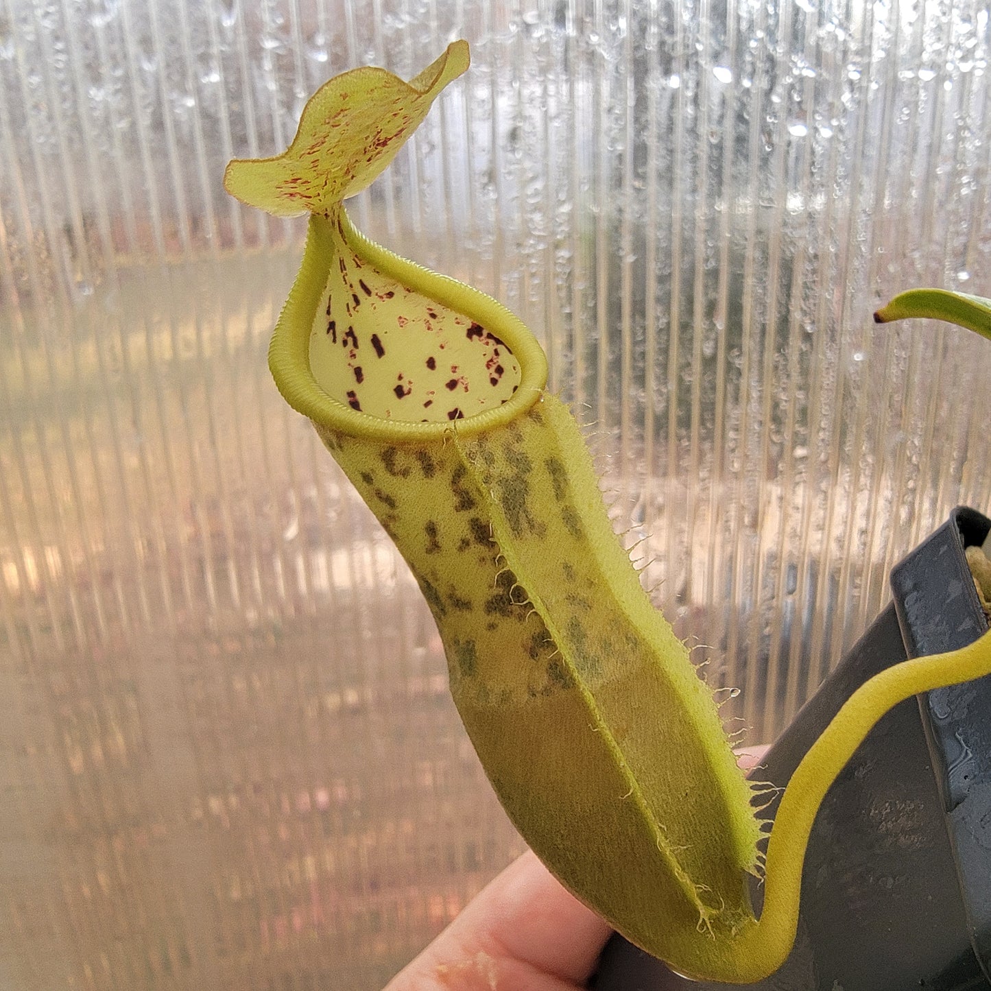 Nepenthes spathulata x campanulata BE